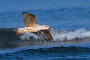 Foto di Gabbiano reale (Larus michahellis)