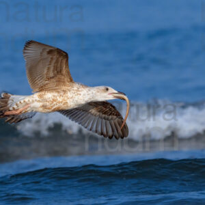 Photos of Yellow-legged Gull (Larus michahellis)