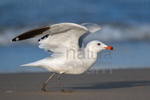 Photos of Audouin's Gull (Larus audouinii)