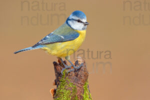 Foto di Cinciarella (Cyanistes caeruleus)