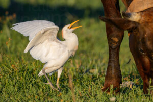 Photos of Cattle Egret (Bubulcus ibis)