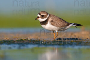 Photos of Common Ringed Plover (Charadrius hiaticula)