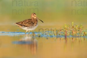 Photos of Common Snipe (Gallinago gallinago)