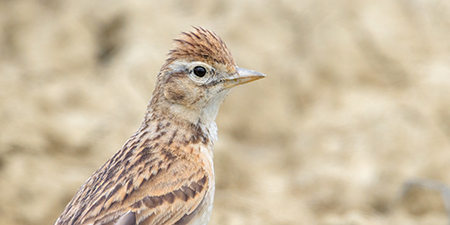 Photos of passerines