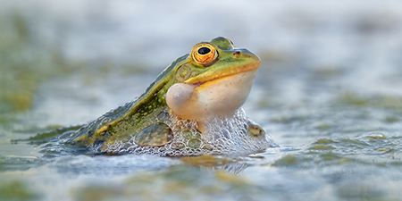 foto di anfibi