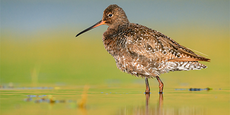 photos of waders