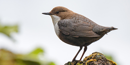 Photos of passerines
