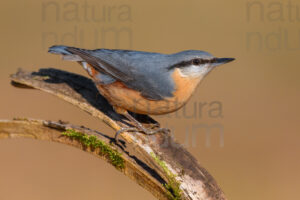 Foto di Picchio muratore (Sitta europaea)