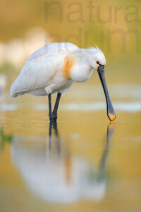 Foto di Spatola (Platalea leucorodia)