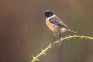 Photos of European Stonechat (Saxicola rubicola)