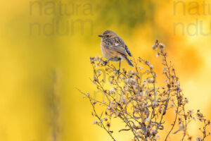 Photos of European Stonechat (Saxicola rubicola)