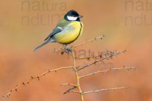 Photos of Great Tit (Parus major)