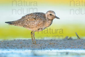 Foto di Pivieressa (Pluvialis squatarola)