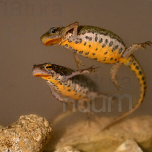 Photos of Italian newt (Lissotriton italicus)