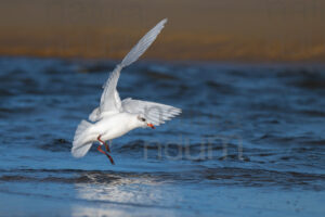 Photos of Mediterranean Gull (Larus melanocephalus)