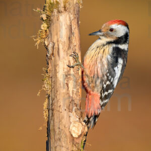 Photos of Middle Spotted Woodpecker (Dendrocopos medius)
