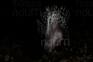 Foto di Istrice crestata (Hystrix cristata)