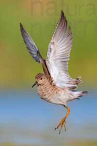 Photos of Ruff (Calidris pugnax)