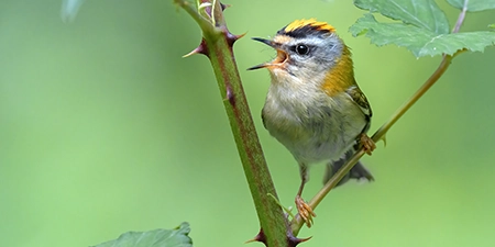 Photos of passerines