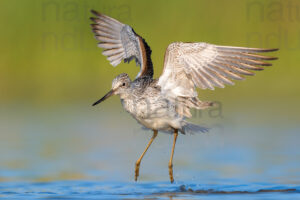 Photos of Common Greenshank (Tringa nebularia)
