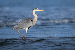Foto di Airone cenerino (Ardea cinerea)