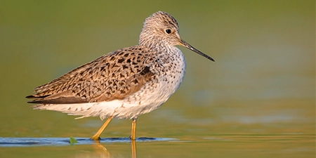 photos of waders