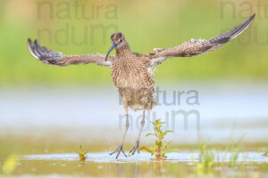 Photos of Whimbrel (Numenius phaeopus)