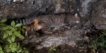 foto di animali e fauna italiana