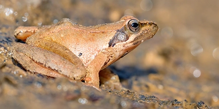 foto di anfibi