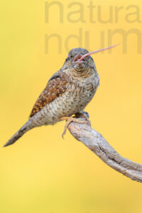 Foto di Torcicollo (Jynx torquilla)