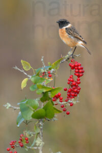 Photos of European Stonechat (Saxicola rubicola)