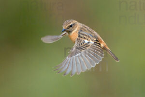 Photos of European Stonechat (Saxicola rubicola)