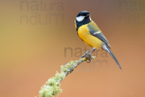 Photos of Great Tit (Parus major)