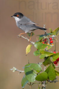 Photos of Sardinian Warbler (Sylvia melanocephala)