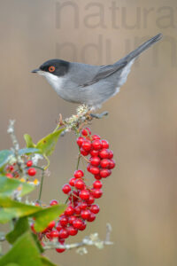 Photos of Sardinian Warbler (Sylvia melanocephala)