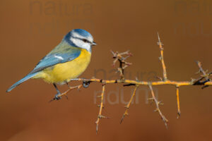 Foto di Cinciarella (Cyanistes caeruleus)