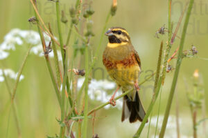 Foto di Zigolo nero (Emberiza cirlus)