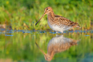 Photos of Common Snipe (Gallinago gallinago)