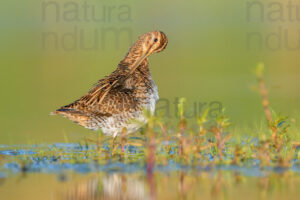 Foto di Beccaccino (Gallinago gallinago)