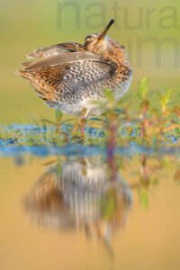 Foto di Beccaccino (Gallinago gallinago)