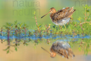 Foto di Beccaccino (Gallinago gallinago)