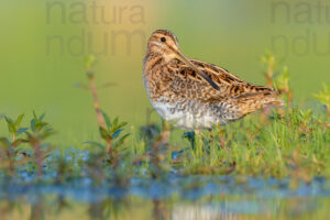 Foto di Beccaccino (Gallinago gallinago)
