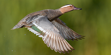 foto di uccelli acquatici