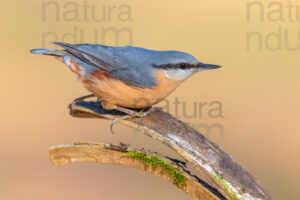 Foto di Picchio muratore (Sitta europaea)