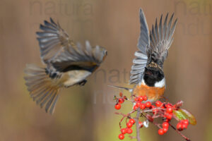 Photos of European Stonechat (Saxicola rubicola)