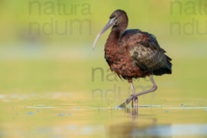 Photos of Glossy Ibis (Plegadis falcinellus)