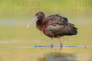Photos of Glossy Ibis (Plegadis falcinellus)