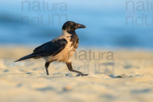 Photos of Hooded Crow (Corvus cornix)
