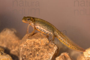 Foto di Tritone italiano (Lissotriton italicus)