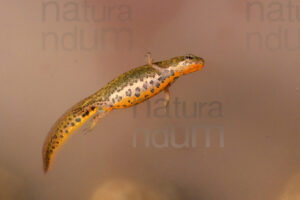Foto di Tritone italiano (Lissotriton italicus)